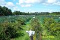 100_2482 (Copier)